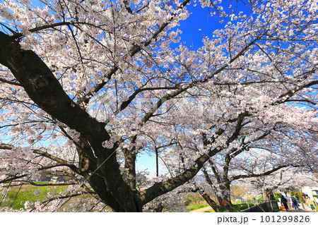 【京都府】桜が満開の背割堤さくらまつり 【京都府】桜が満開の背割堤さくらまつり 101299826