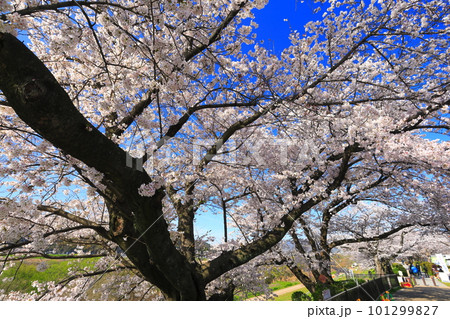 【京都府】桜が満開の背割堤さくらまつり 【京都府】桜が満開の背割堤さくらまつり 101299827
