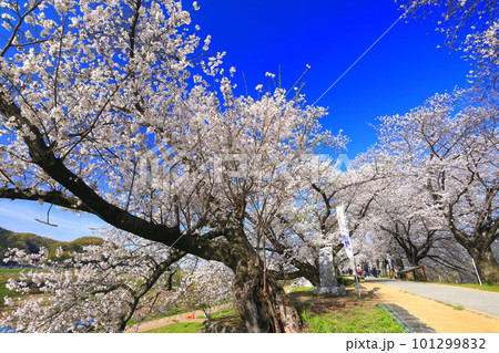 【京都府】桜が満開の背割堤さくらまつり 【京都府】桜が満開の背割堤さくらまつり 101299832