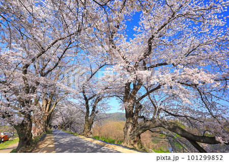【京都府】桜が満開の背割堤さくらまつり 【京都府】桜が満開の背割堤さくらまつり 101299852