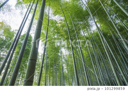 京都嵐山　竹林の道　青々とした竹林を見上げる 101299859