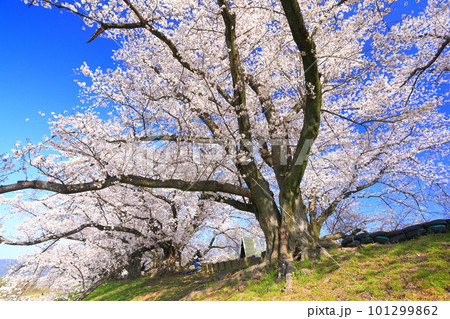 【京都府】桜が満開の背割堤さくらまつり 【京都府】桜が満開の背割堤さくらまつり 101299862