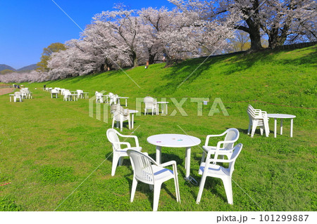 【京都府】桜が満開の背割堤さくらまつり 101299887