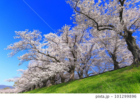 【京都府】桜が満開の背割堤さくらまつり 【京都府】桜が満開の背割堤さくらまつり 101299896