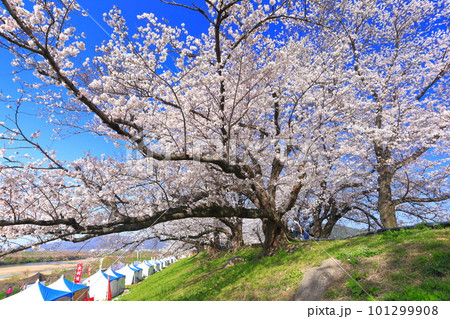 【京都府】桜が満開の背割堤さくらまつり 【京都府】桜が満開の背割堤さくらまつり 101299908