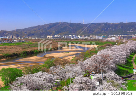 【京都府】桜が満開の背割堤の眺望 【京都府】桜が満開の背割堤の眺望 101299918