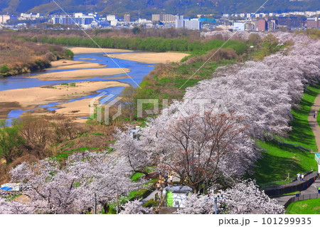 【京都府】桜が満開の背割堤の眺望 【京都府】桜が満開の背割堤の眺望 101299935