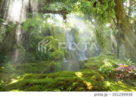 The Beautiful spring moss and fern in the garden under big trees, Chiang Mai, Thailand 101299936