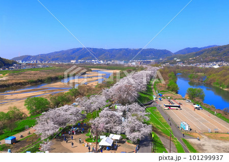 【京都府】桜が満開の背割堤の眺望 【京都府】桜が満開の背割堤の眺望 101299937