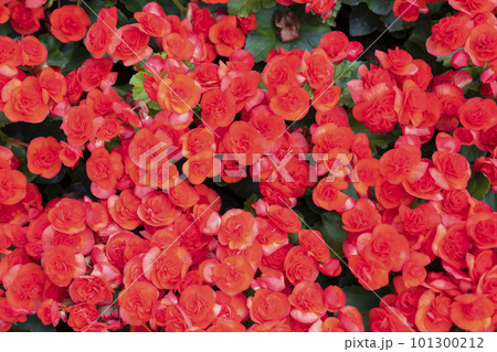 The red colored begonias (Begonia tuberhybrida) in garden 101300212
