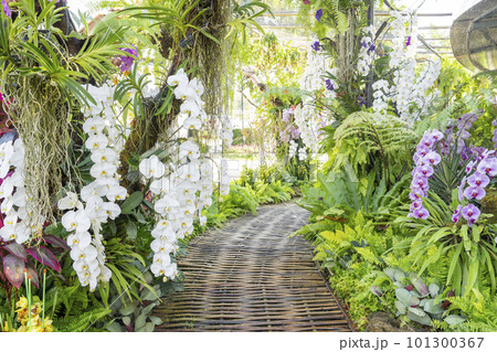 The Walkway in Colorful Orchids in the Garden 101300367