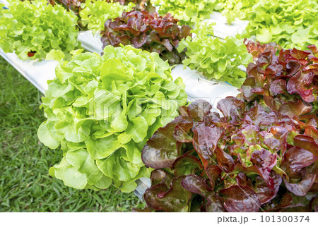 The Vegetable in plastic pipe of hydroponic concept 101300374