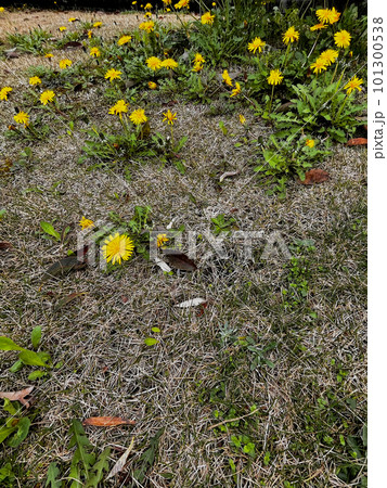 春の庭に咲くタンポポ 春の庭に咲くタンポポ 101300538