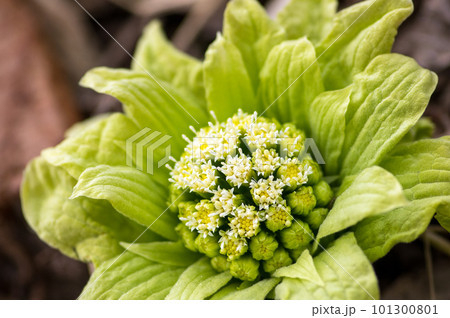 春の訪れ フキノトウ 春の訪れ フキノトウ 101300801