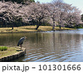 三渓園　桜とアオサギ 101301666