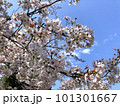 サクラ 101301667