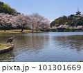 三渓園　桜 101301669