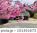 桜と古民家 101301673