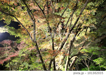 龍野　ライトアップされた秋の紅葉谷　兵庫県たつの市龍野町 101302035