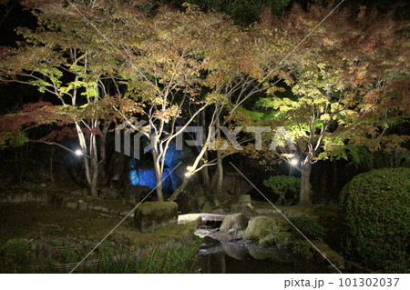 龍野 ライトアップされた秋の紅葉谷 兵庫県たつの市龍野町 龍野 ライトアップされた秋の紅葉谷 兵庫県たつの市龍野町 101302037