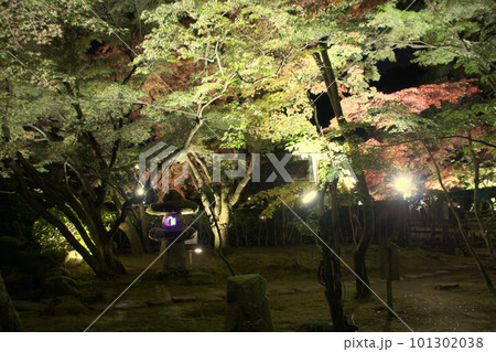 龍野　ライトアップされた秋の紅葉谷　兵庫県たつの市龍野町 101302038