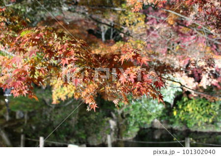 龍野　ライトアップされた秋の紅葉谷　兵庫県たつの市龍野町 101302040