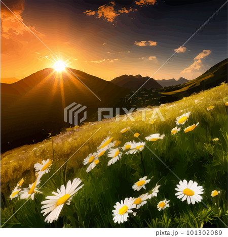 Flower field of daisies against the backdrop of mountains under a summer sunset Flower field of daisies against the backdrop of mountains under a summer sunset 101302089
