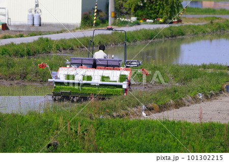 農家のトラクター作業・田んぼの土起こしと整地 101302215