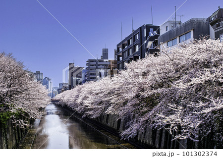 東京都　目黒川　中目黒公園付近から目黒新橋　満開の桜 101302374