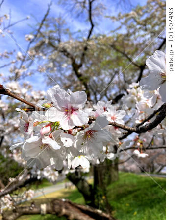 春の青空に映える桜と堤 春の青空に映える桜と堤 101302493