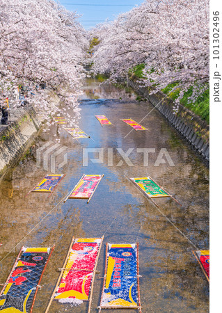 春の五条川、のんぼり洗い〈愛知県岩倉市〉 春の五条川、のんぼり洗い〈愛知県岩倉市〉 101302496