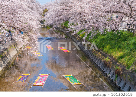 春の五条川、のんぼり洗い〈愛知県岩倉市〉 春の五条川、のんぼり洗い〈愛知県岩倉市〉 101302619