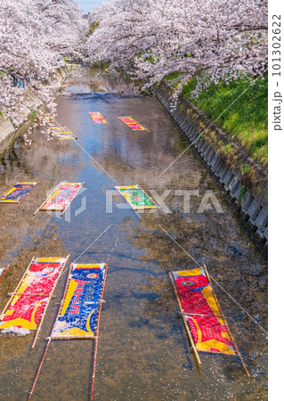 春の五条川、のんぼり洗い〈愛知県岩倉市〉 春の五条川、のんぼり洗い〈愛知県岩倉市〉 101302622