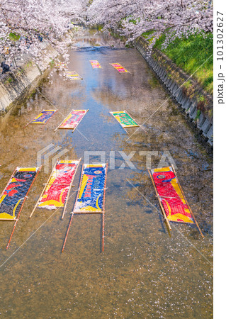 春の五条川、のんぼり洗い〈愛知県岩倉市〉 101302627