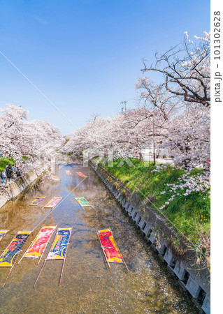 春の五条川、のんぼり洗い〈愛知県岩倉市〉 101302628