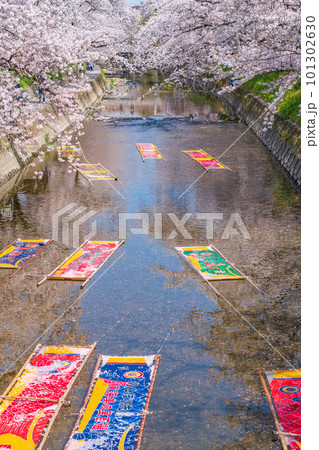 春の五条川、のんぼり洗い〈愛知県岩倉市〉 春の五条川、のんぼり洗い〈愛知県岩倉市〉 101302630