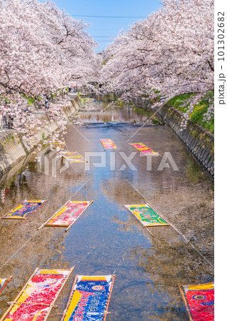 春の五条川、のんぼり洗い〈愛知県岩倉市〉 春の五条川、のんぼり洗い〈愛知県岩倉市〉 101302682
