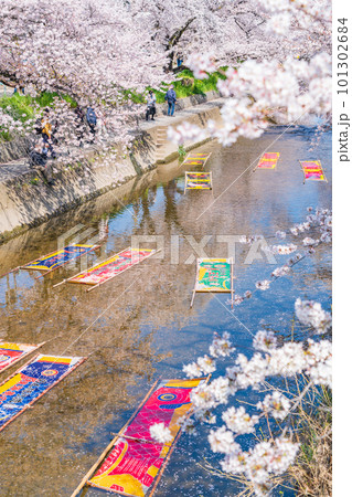 春の五条川、のんぼり洗い〈愛知県岩倉市〉 101302684