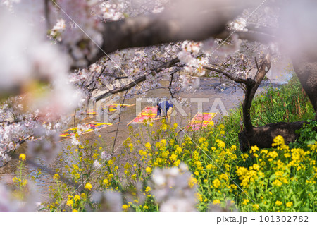 春の五条川、のんぼり洗い〈愛知県岩倉市〉 101302782