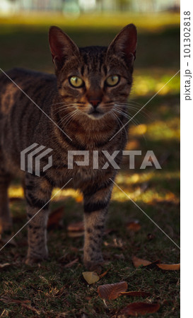 street cat in the garden 101302818