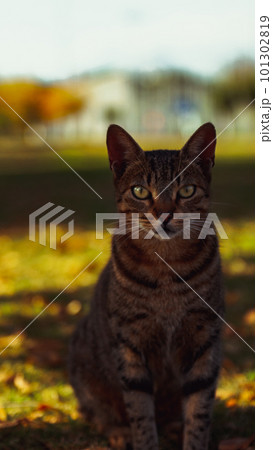 stray cat in the garden 101302819