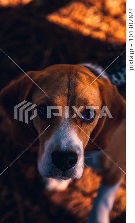 beagle dog on a walk in the autumn leaves 101302821