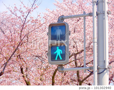 桜と信号機 101302940