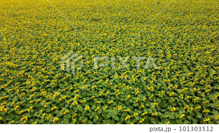 Big field of blooming sunflowers on bright sunny summer day. Big sunflower field. Field of blooming yellow sunflower flowers. Aerial drone view. Agricultural field. Industrial cultivation of sunflowe. 101303512