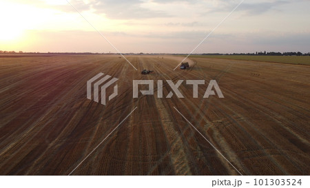 Collecting gathering stacks of straw in wheat after harvest field, loading on truck and transporting on summer evening. Aerial drone view. Field of mowed spike of cereal. Field harvest crop harvesting Collecting gathering stacks of straw in wheat after harvest field, loading on truck and transporting on summer evening. Aerial drone view. Field of mowed spike of cereal. Field harvest crop harvesting 101303524