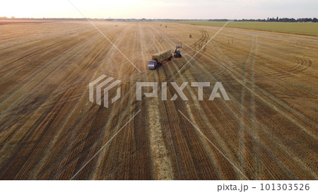 Collecting gathering stacks of straw in wheat after harvest field, loading on truck and transporting on summer evening. Aerial drone view. Field of mowed spike of cereal. Field harvest crop harvesting Collecting gathering stacks of straw in wheat after harvest field, loading on truck and transporting on summer evening. Aerial drone view. Field of mowed spike of cereal. Field harvest crop harvesting 101303526