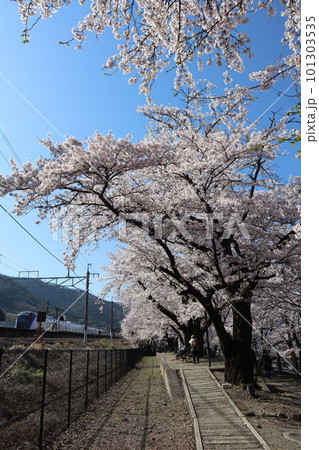 満開の甚六桜に包まれる、春の中央本線・旧勝沼駅跡 勝沼ぶどう郷駅前公園 満開の甚六桜に包まれる、春の中央本線・旧勝沼駅跡 勝沼ぶどう郷駅前公園 101303535