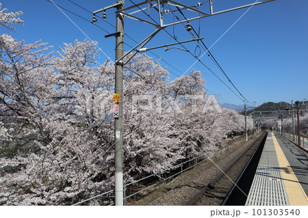 満開の甚六桜に包まれる、春の中央本線・勝沼ぶどう郷駅 101303540