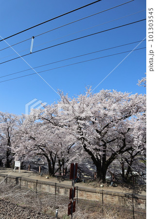 満開の甚六桜に包まれる、春の中央本線・旧勝沼駅跡 勝沼ぶどう郷駅前公園 満開の甚六桜に包まれる、春の中央本線・旧勝沼駅跡 勝沼ぶどう郷駅前公園 101303545