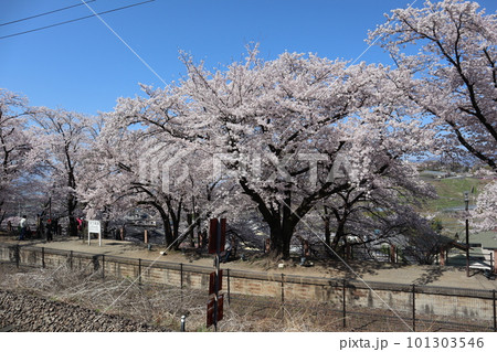 満開の甚六桜に包まれる、春の中央本線・旧勝沼駅跡　勝沼ぶどう郷駅前公園 101303546